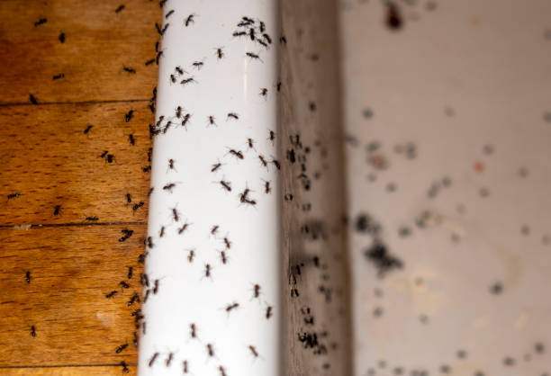 Best Pest Removal Services  in Weirton, WV
