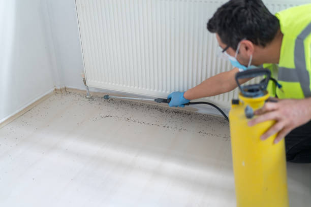 Best Wasp Removal Services  in Weirton, WV